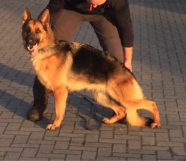 Tekka Vom Kimberlin Dey Haus  