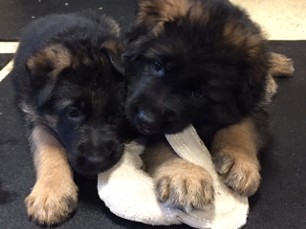 Two Puppies