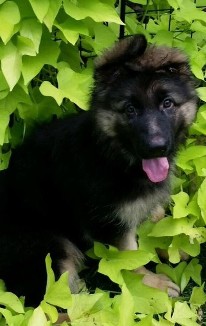 Puppy in the Leaves